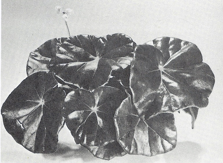 B. ‘Jimmie Decker’